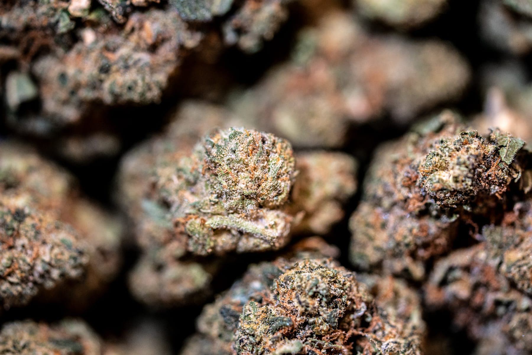 Close-up of flower buds, purple and green with orange hairs