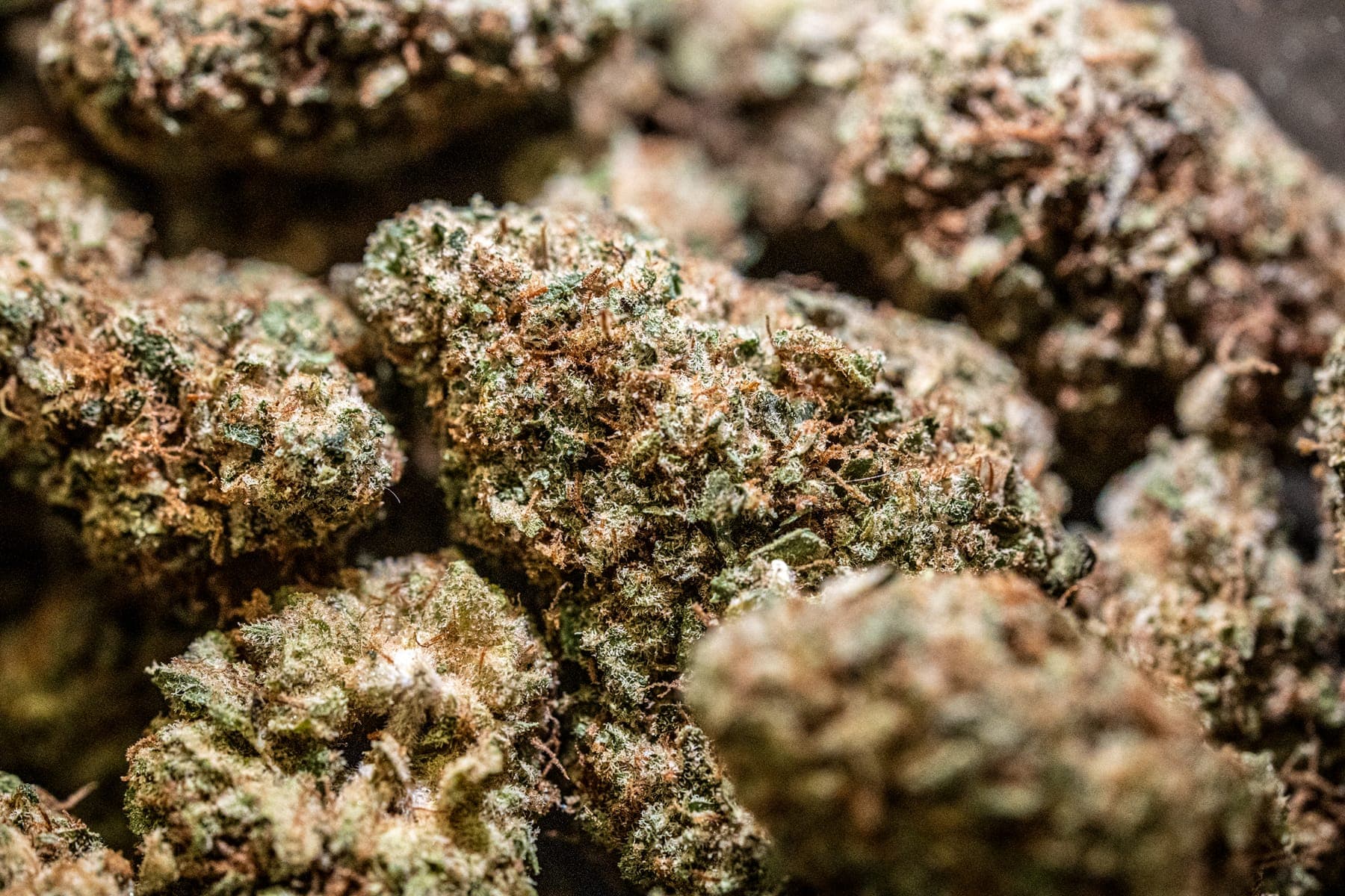 Close-up of frosty flower buds, the trichomes in focus