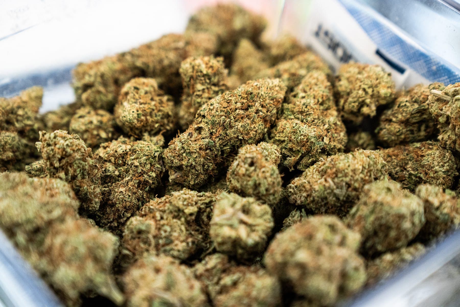 Close-up of flower buds in a tub