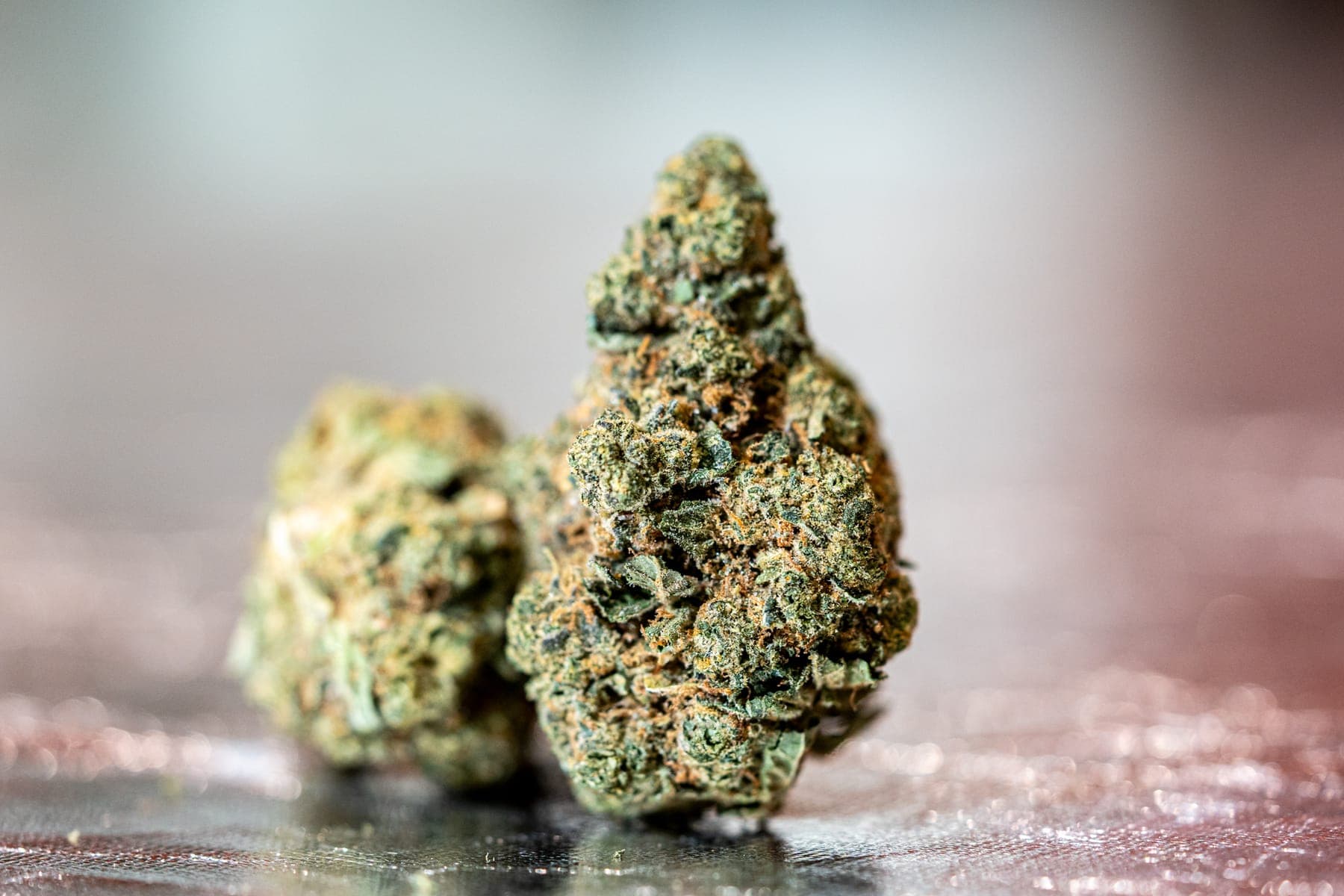 Two flower buds side by side on the counter