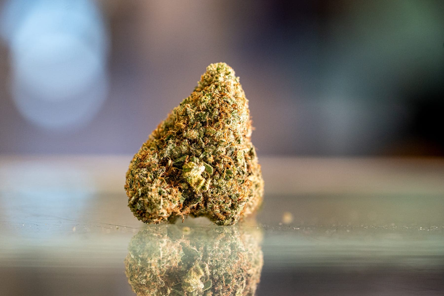 A single flower bud standing on the counter, the shop soft behind it