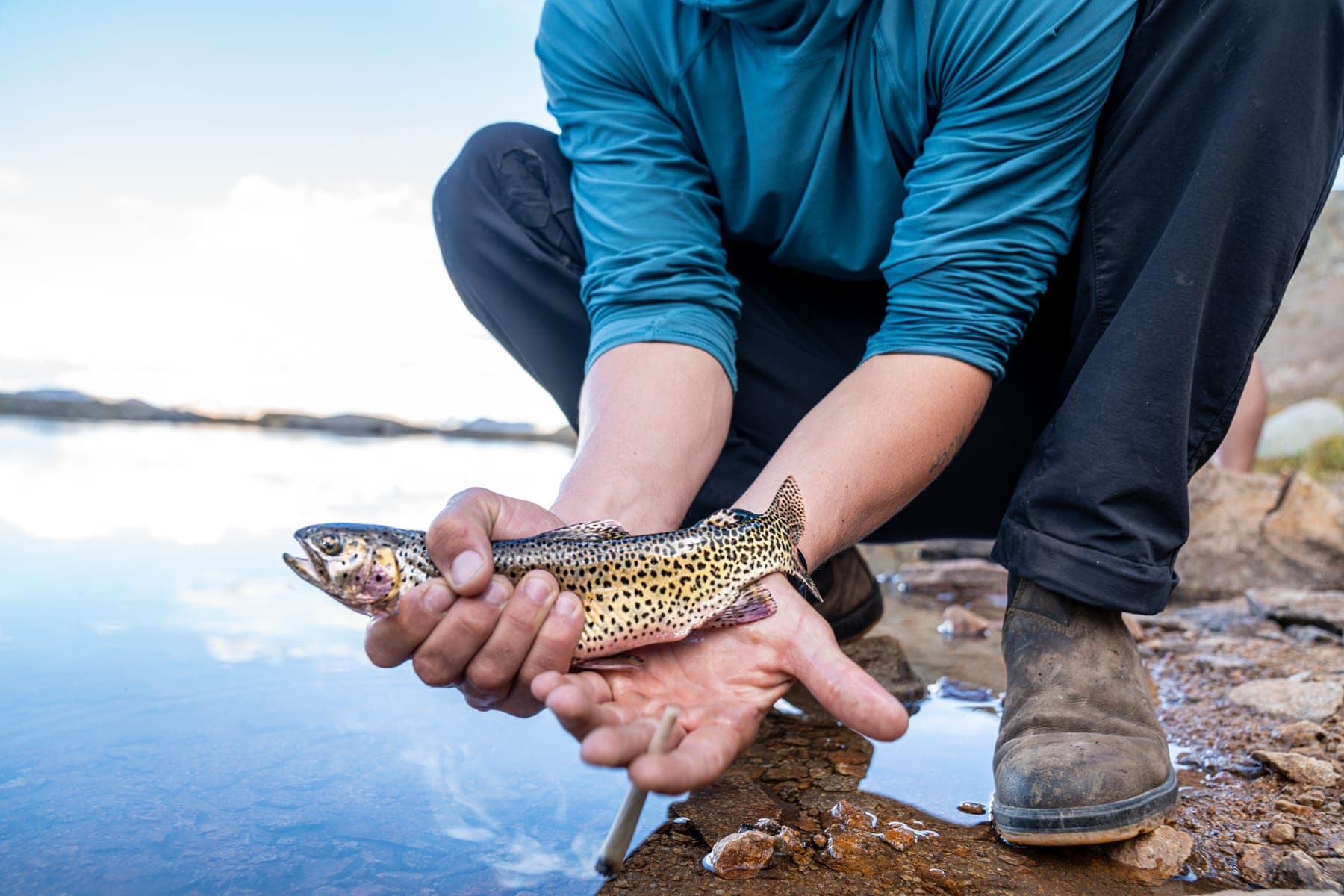 Two hands cradling a trout at the water's edge